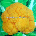 Excellent Quality Chinese F1 Hybrid Yellow Orange Broccoli Seeds For Sale